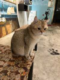 B Cat Restaurant in Phuket Old Town