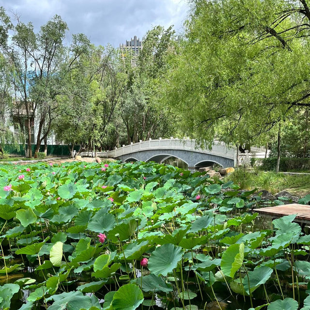 🌿 Exploring Hohhot’s Green Heart — Qingcheng Park (青城公园) 🌿