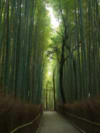 【竹林の小径】風が奏でる癒しの音🎋嵐山で心ほどけるひととき