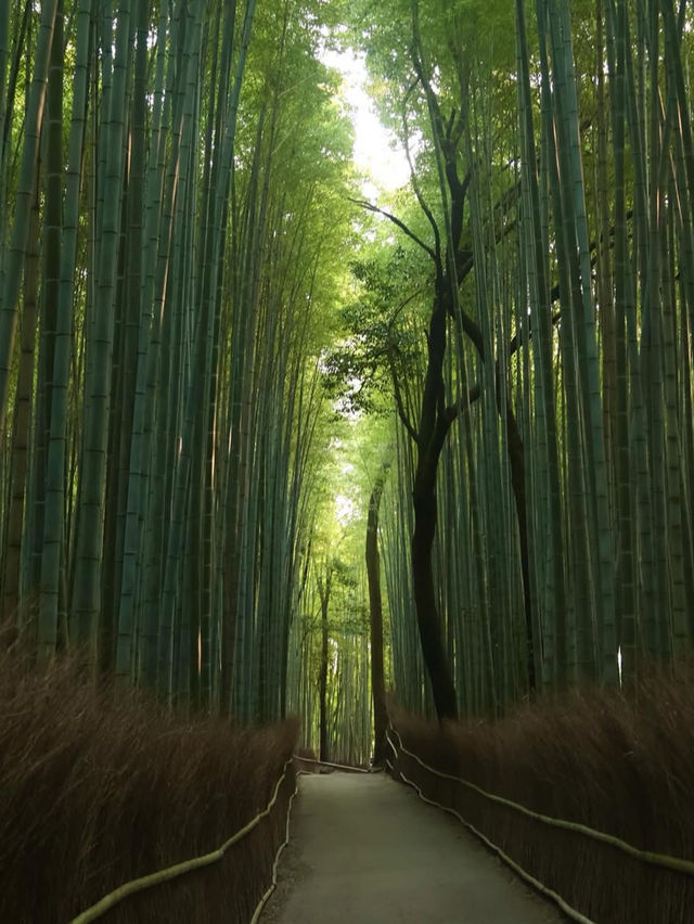 【竹林の小径】風が奏でる癒しの音🎋嵐山で心ほどけるひととき
