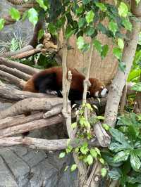 大熊貓🐼之旅-「海洋公園」