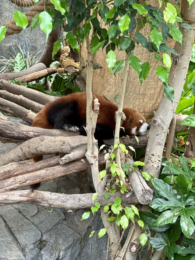 大熊貓🐼之旅-「海洋公園」