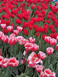 🌷 Visit Guangzhou Spring Festival 🌹✨