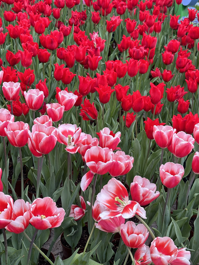 🌷 Visit Guangzhou Spring Festival 🌹✨