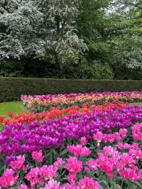 🌷 Keukenhof… เหมือนหลุดเข้าไปอยู่ในเทพนิยายดอกไม้