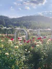 Everland Rose Garden: South Korea