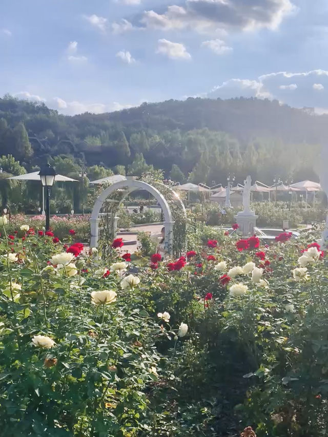 Everland Rose Garden: South Korea