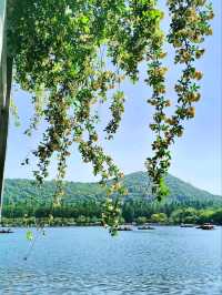Huagang Guanyu (Viewing Fish at Flower Harbor) – West Lake’s Living Ink Painting