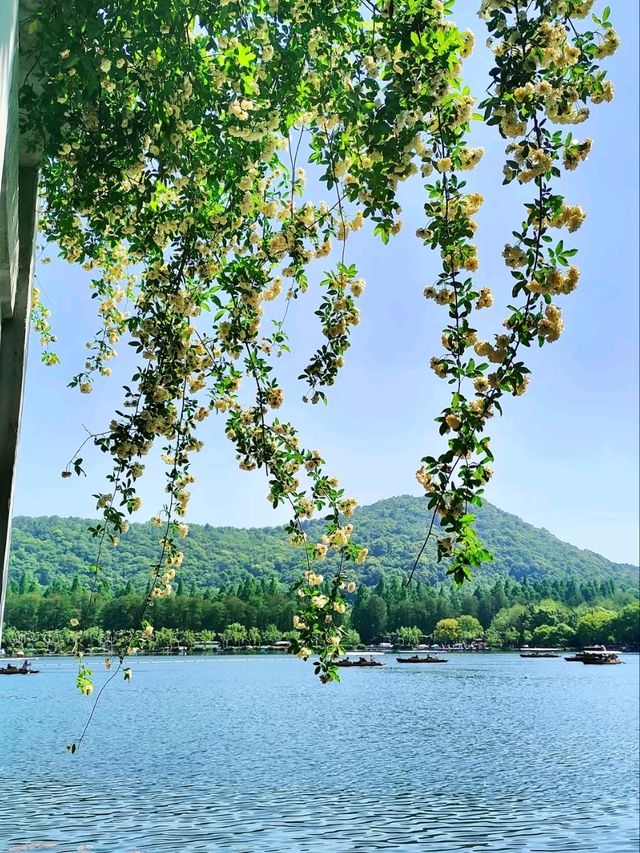 Huagang Guanyu (Viewing Fish at Flower Harbor) – West Lake’s Living Ink Painting