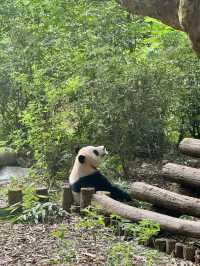 Panda Research Base Chengdu 🐼