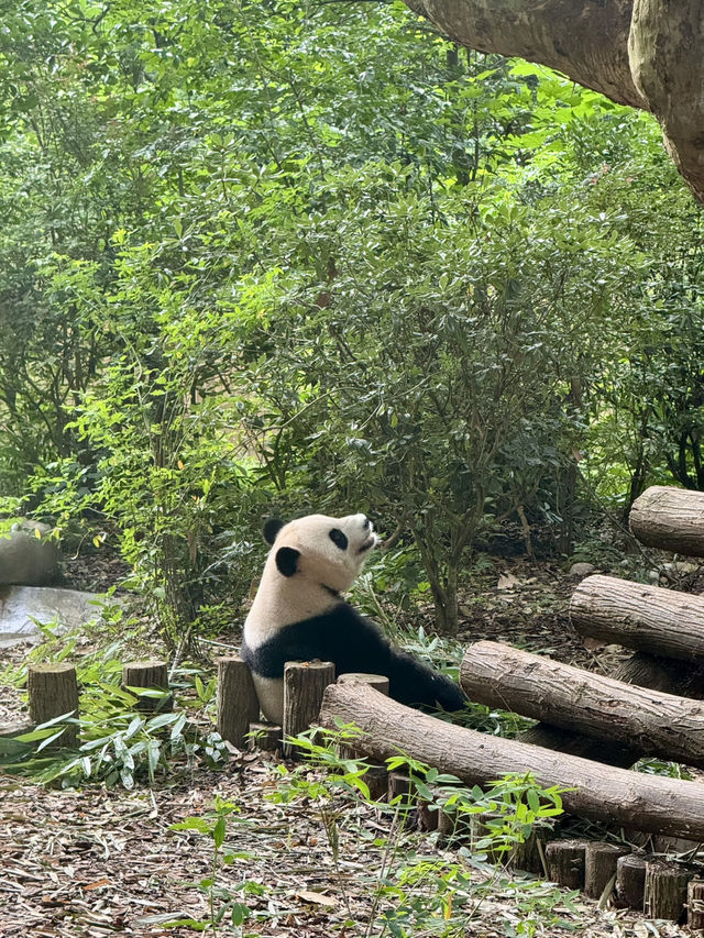 Panda Research Base Chengdu 🐼