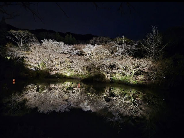 【御船山楽園】四季が彩る幻想庭園で、心ほどけるひととき🌸🍁🌌