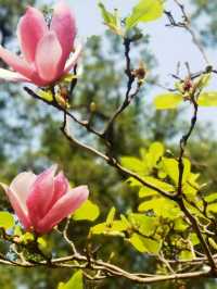 🌸 Golden Walls & Red Blossoms — A Literary Spring at Zhongshan Library