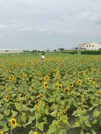 台灣台中中社觀光花市-向日葵🌻花海