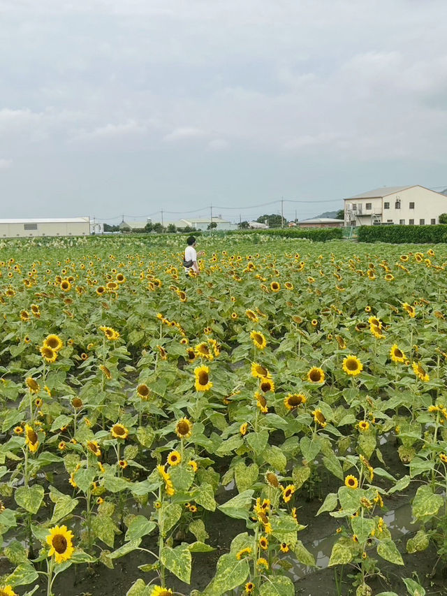 台灣台中中社觀光花市-向日葵🌻花海 台灣台中中社觀光花市-向日葵🌻花海