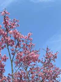 서산 봄 여행 🌼 수선화와 벚꽃을 한 번에!