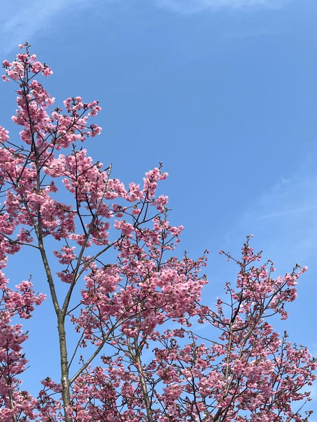 서산 봄 여행 🌼 수선화와 벚꽃을 한 번에!