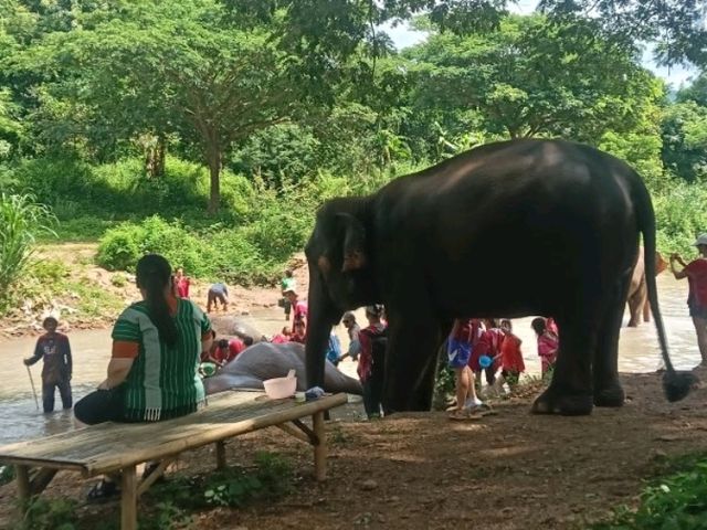 Kerchor elephant eco park