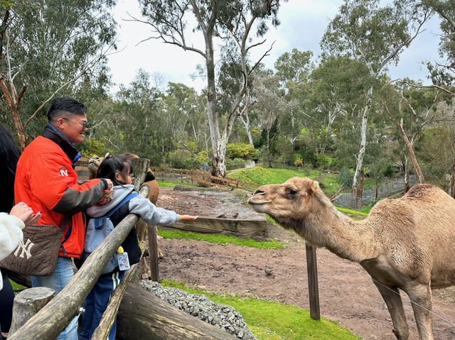 澳洲阿得雷德、墨爾本+新加坡親子遊