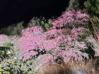 梅とグルメの一泊二日