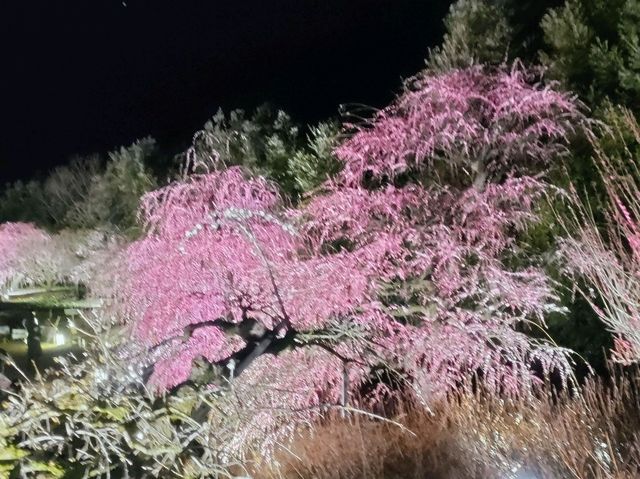 梅とグルメの一泊二日 梅とグルメの一泊二日