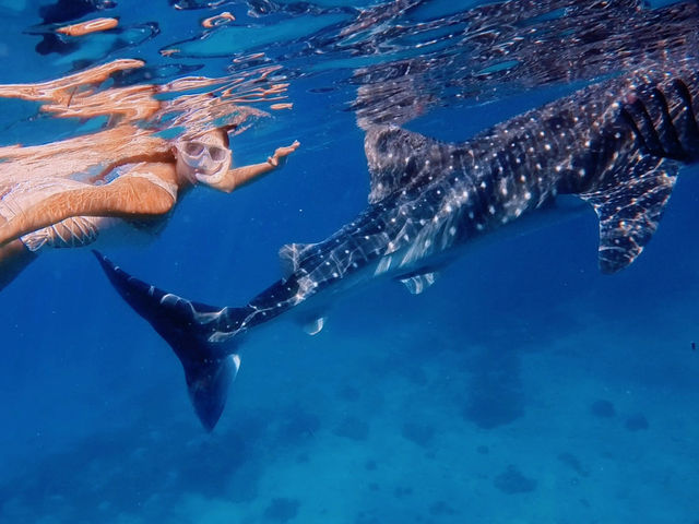 Swimming with Whale Sharks in Oslob, Cebu 🐋❤️