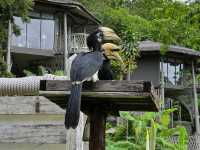 รีวิวที่พักบนเกาะยาวน้อยTreeHouse Villas