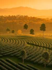 ไร่ชาฉุยฟง @เชียงราย