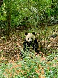 🐼 : Chengdu Research Base of Giant Panda เฉิงตู