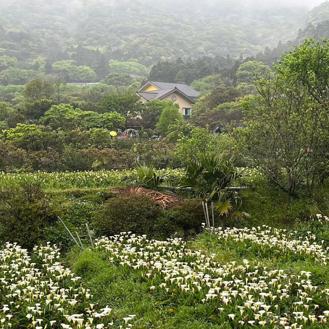 🌋🌸 Yangmingshan – Taipei’s Mountain Escape 🌳✨ 🌋🌸 Yangmingshan – Taipei’s Mountain Escape 🌳✨