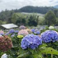 🌸💙 ปล่อยใจจอย ๆ ที่ทุ่งไฮเดรนเยีย สวนคุณทองดี 💙