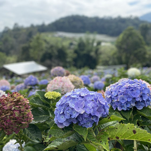 🌸💙 ปล่อยใจจอย ๆ ที่ทุ่งไฮเดรนเยีย สวนคุณทองดี 💙