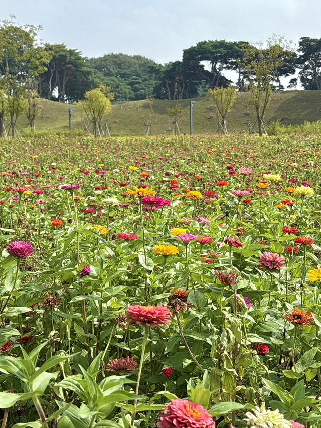 부산근교 지금부터 가야하는 대형 꽃밭🌷🌼
