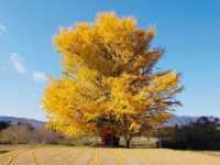 🍂 Top Autumn Spots to See Ginkgo Trees in Fukushima, Japan 🍂