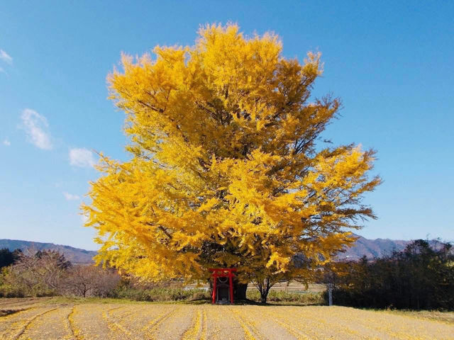 🍂 Top Autumn Spots to See Ginkgo Trees in Fukushima, Japan 🍂 🍂 Top Autumn Spots to See Ginkgo Trees in Fukushima, Japan 🍂