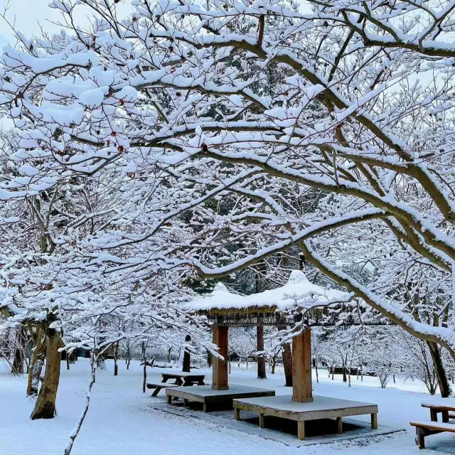 Nami Island snow