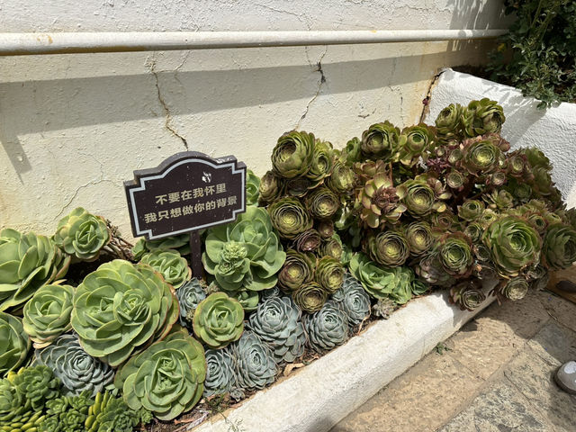 大理酒店賞花睇湖一次滿足