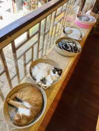Cat Café Hideaway in Lijiang Old Town 