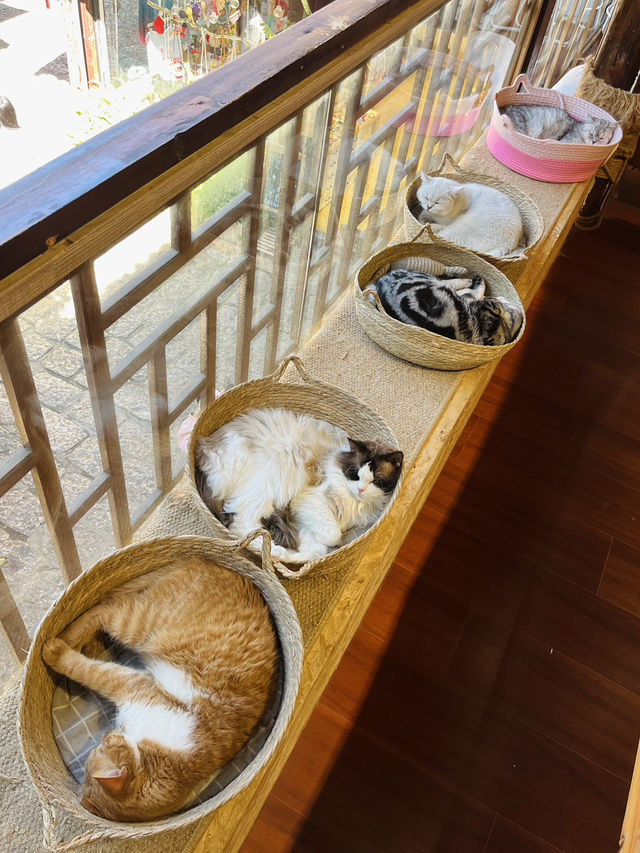 Cat Café Hideaway in Lijiang Old Town 