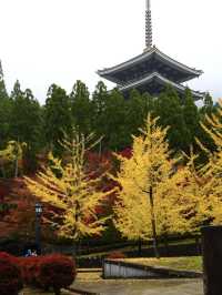 秋はイチョウと五重塔の景色が素晴らしい