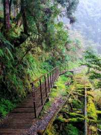 見晴懷古步道森林漫遊體驗🌳