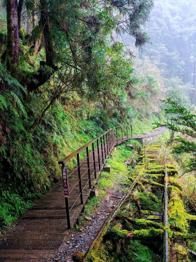 見晴懷古步道森林漫遊體驗🌳