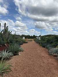 ไร่วันยังขำ คาเฟ่ โอพันเทีย และสวนสน