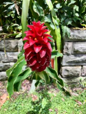 悉尼隐藏版度假地！无车岛Dangar Island