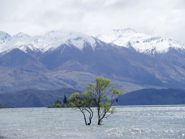 カレンダーで見たことある！？｜ワナカツリー🌲