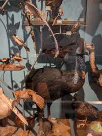 🎨🏛️ Royal Albert Memorial Museum and Art Gallery — Exeter’s Cultural Treasure