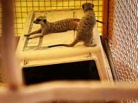 Scenic Festive Outing at Paradise Of Deer