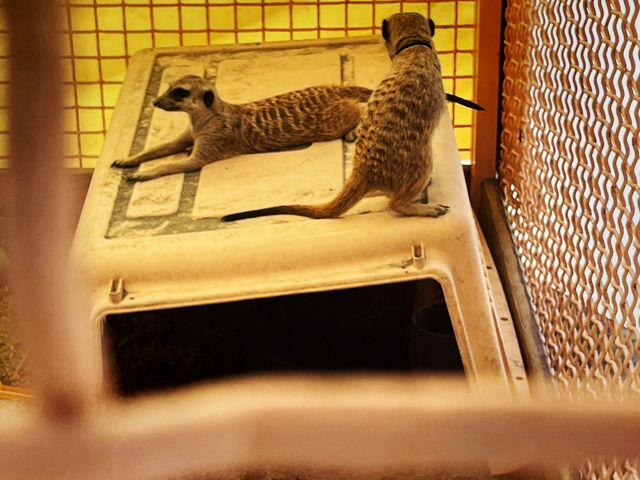 Scenic Festive Outing at Paradise Of Deer Scenic Festive Outing at Paradise Of Deer