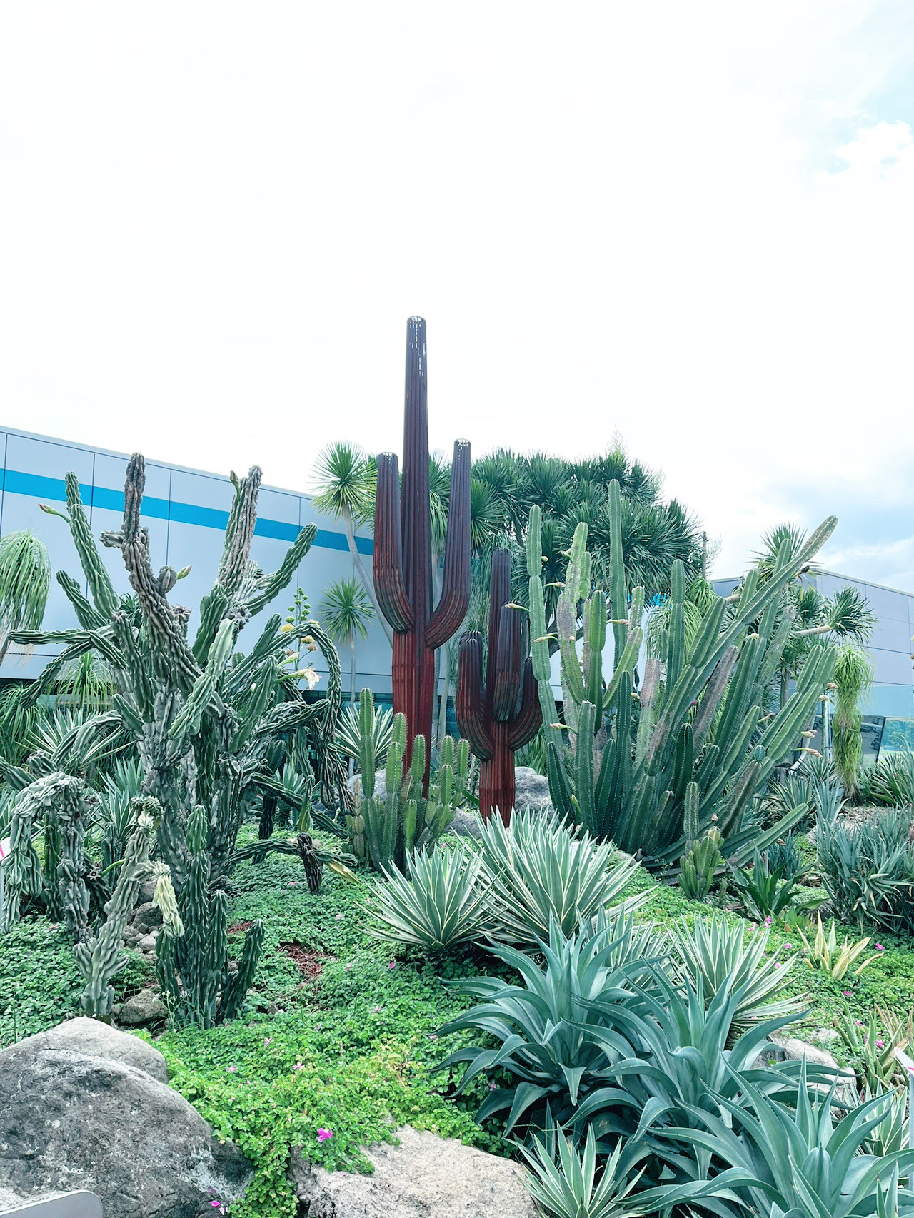 echinopsis cactus Shop Echinopsis Chamaecereus