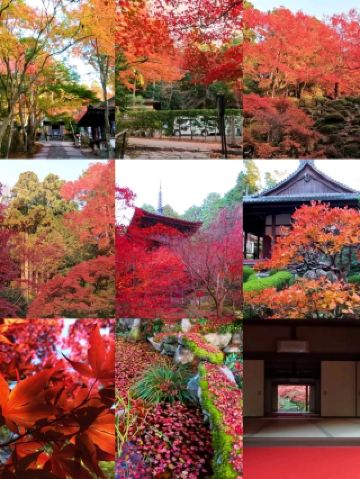 A Must-Visit for Autumn Foliage Viewing in Shiga! A Guide to the Stunning Autumn Foliage at Kongōrin-ji Temple